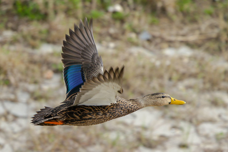 Mottled Duck