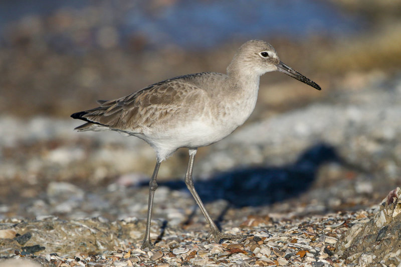 Willet
