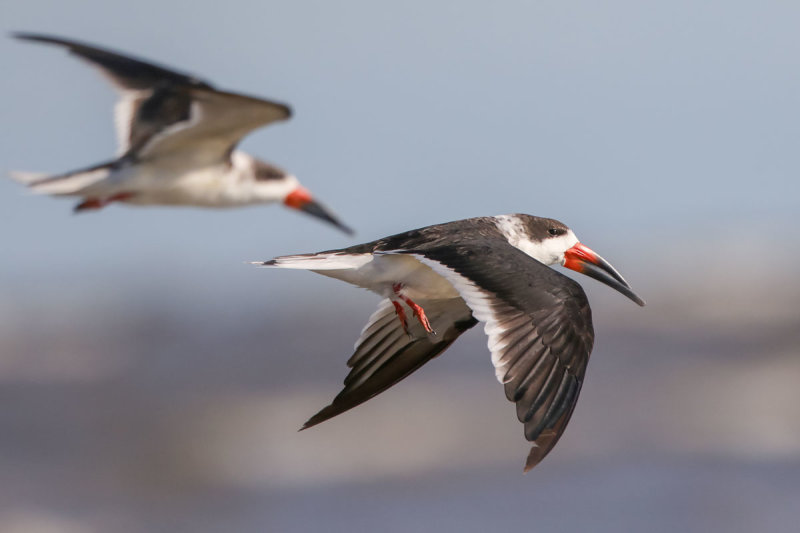 Black Skimmer