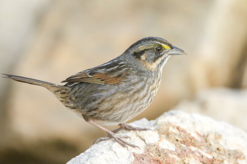 Seaside Sparrow