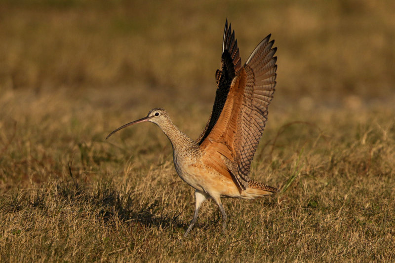 Long-billed Curlew