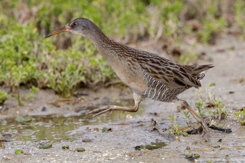 Clapper Rail
