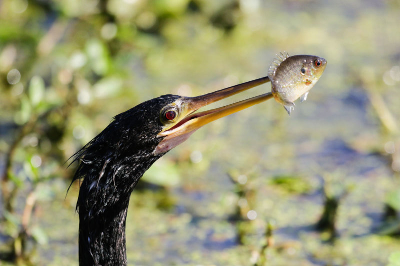 Anhinga