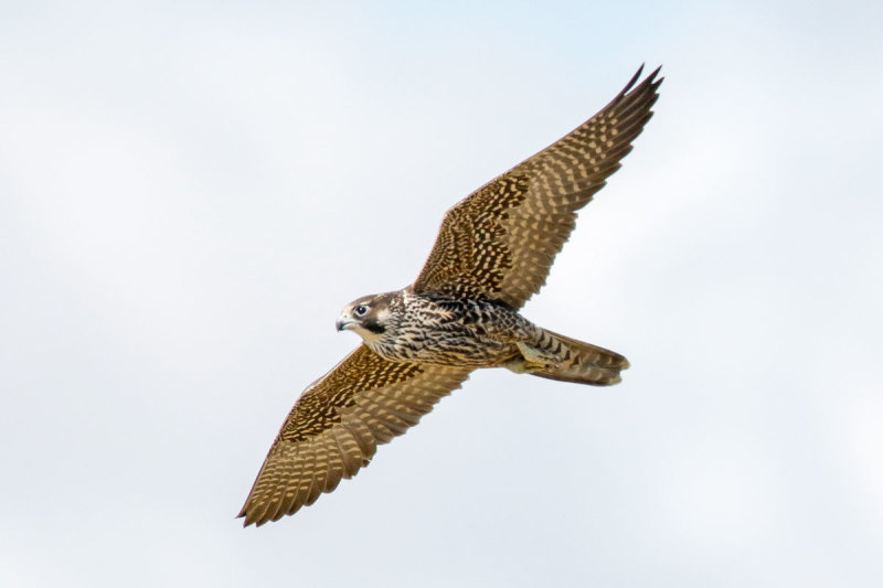 Peregrine Falcon