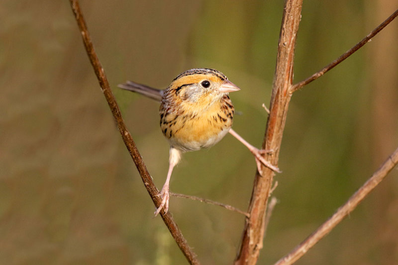 LeConte's Sparrow