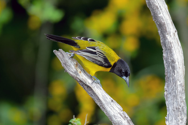 Audubon's Oriole