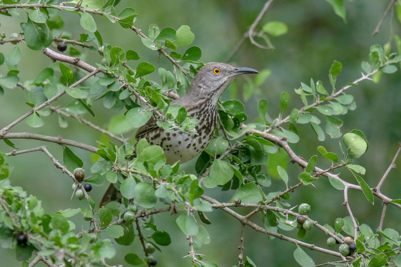 Curve-billed Thrasher