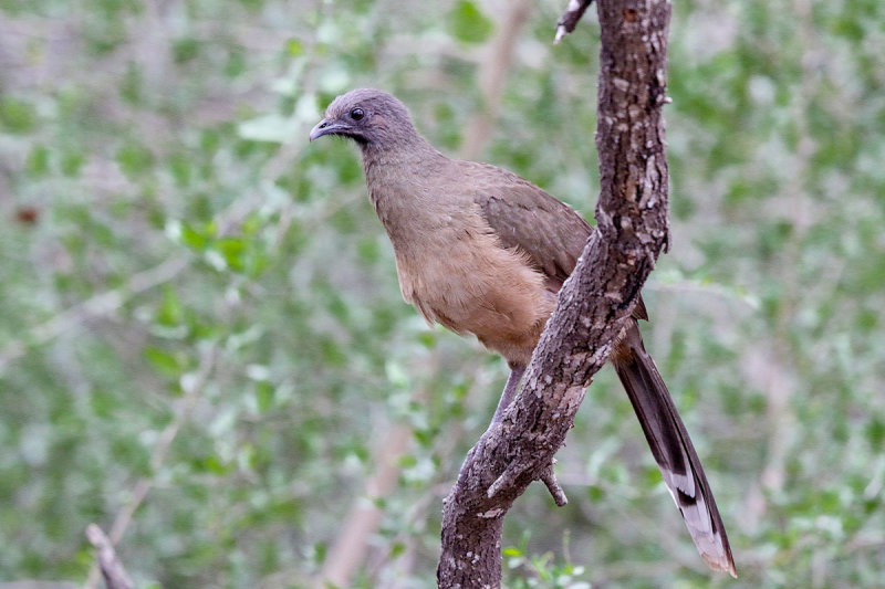 Plain Chachalaca