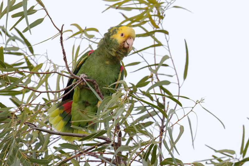 Yellow-headed Parrot