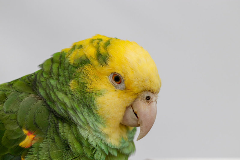 Yellow-headed Parrot