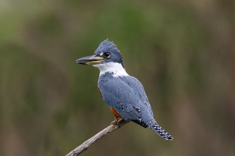 Ringed Kingfisher
