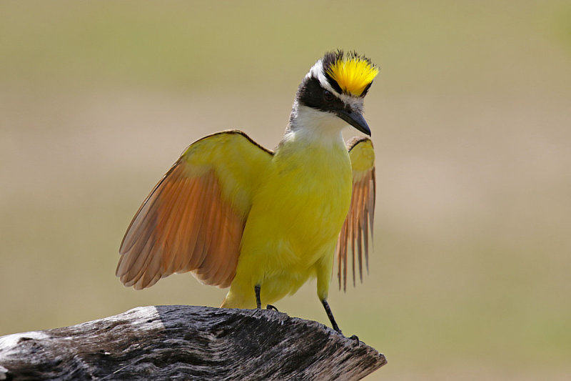 Great Kiskadee