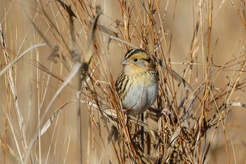 Le Conte's Sparrow