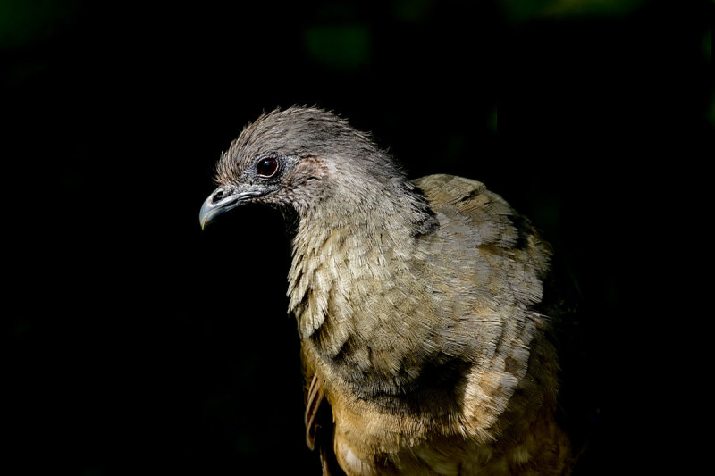 Plain Chachalaca