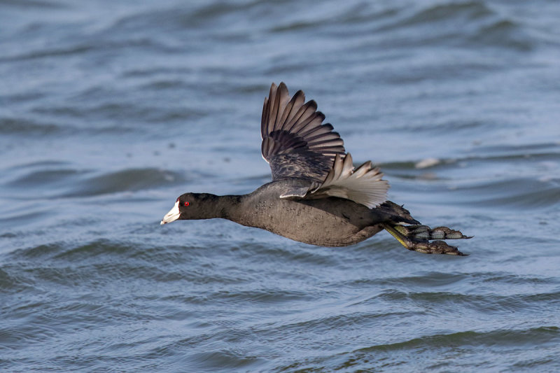 American Coot