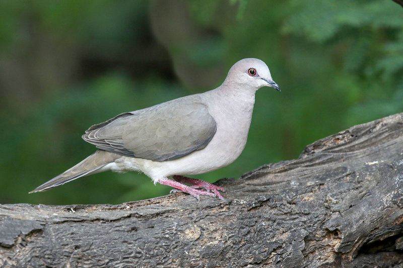 White-tipped Dove