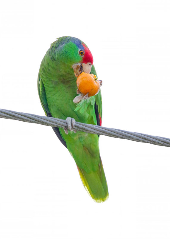 Red-crowned Parrot