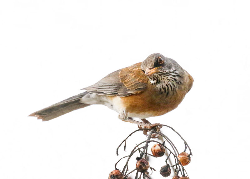 Rufous-backed Robin