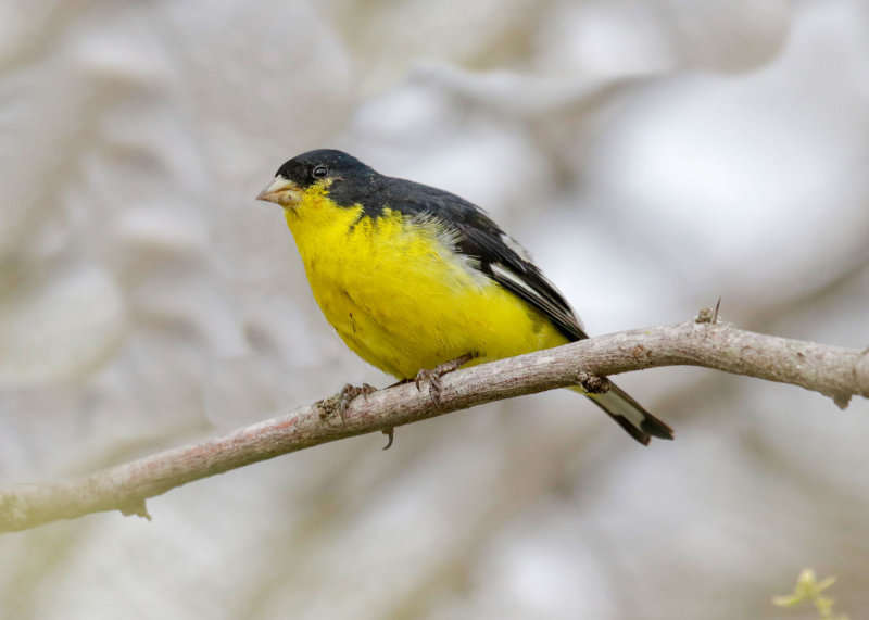 Lesser Goldfinch