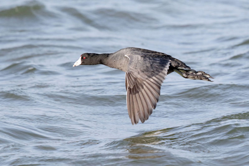 American Coot