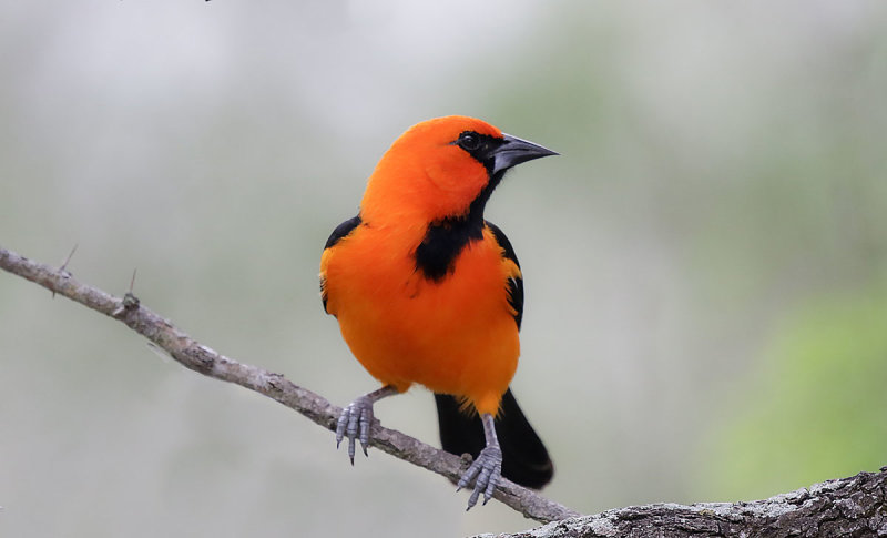 Altamira Oriole
