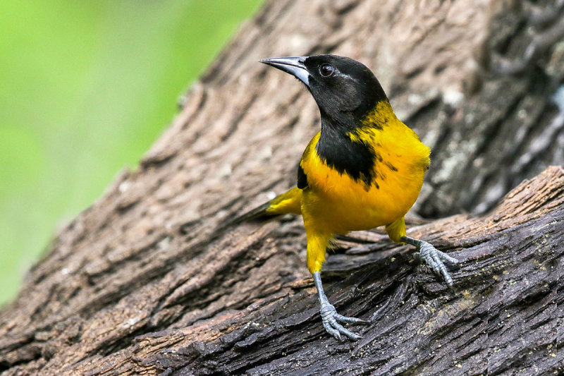 Auduban's Oriole
