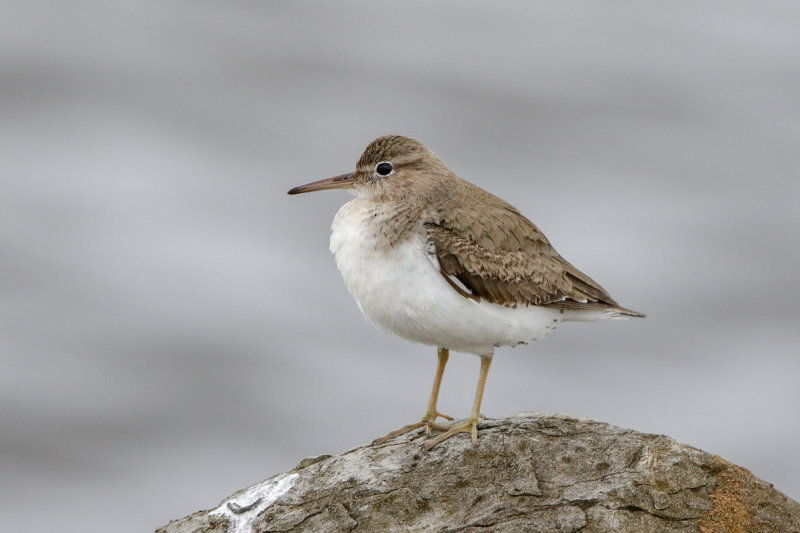 Spotted Sandpiper
