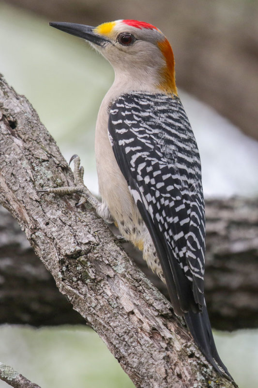 Golden-fronted Woodpecker