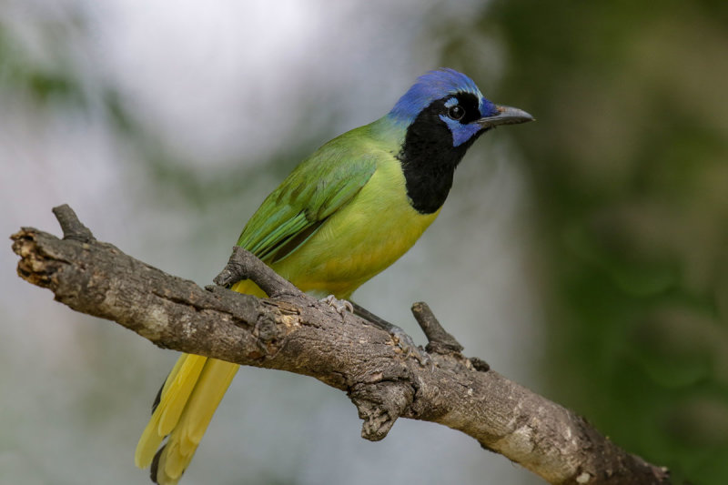 Green Jay