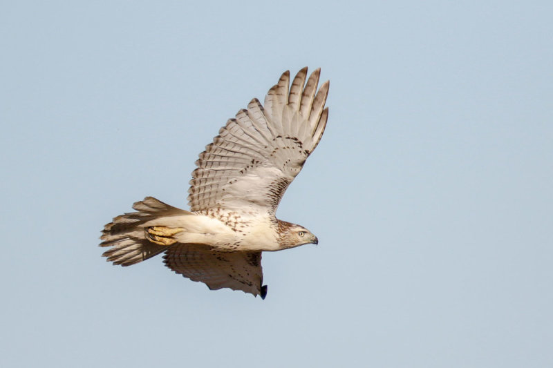 Red-tailed Hawk