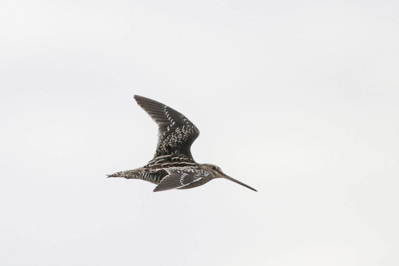 Wilson's Snipe