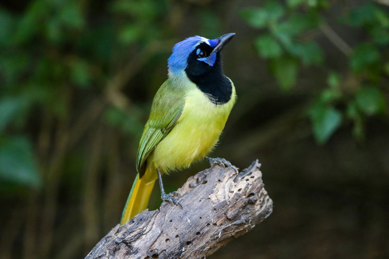 Green Jay