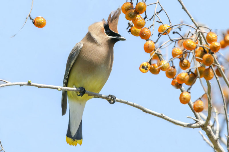 Cedar Waxwing