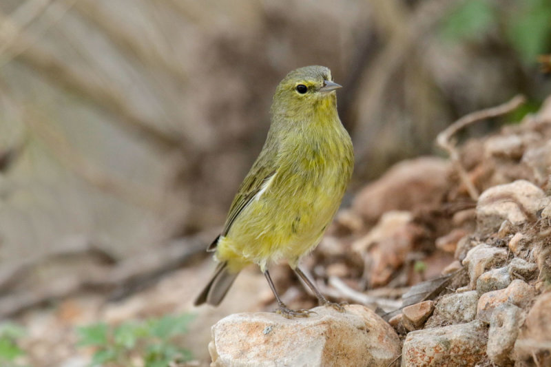 Orange-crowned Warbler