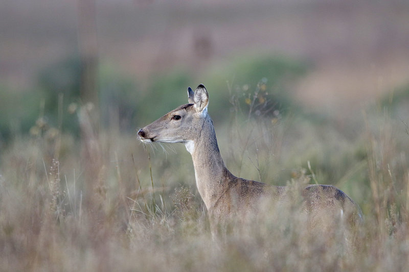 White-tailed Deer