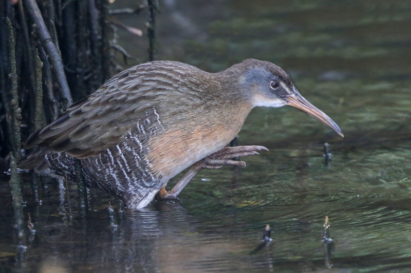 Clapper Rail