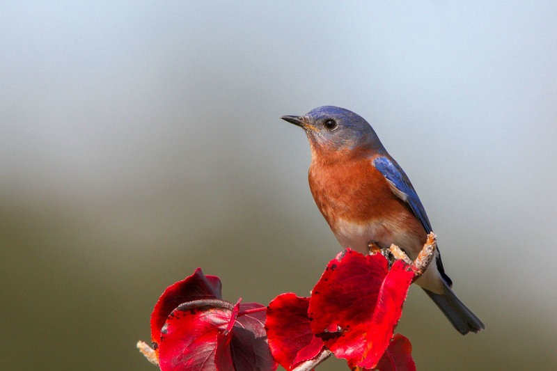 Eastern Bluebird