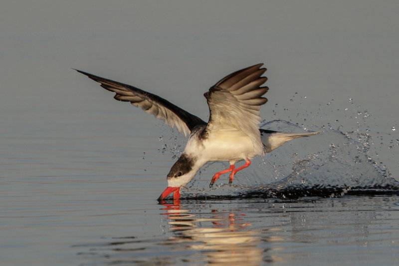 Black Skimmer