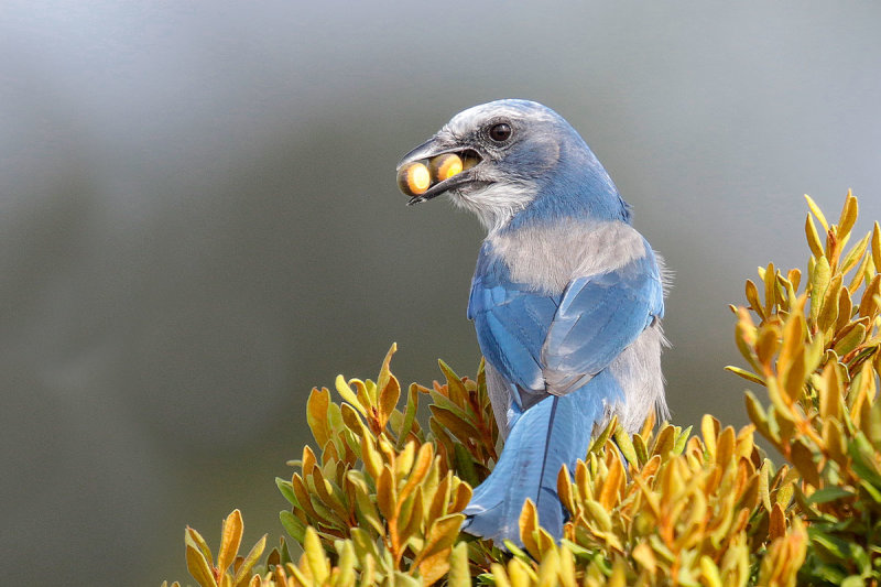 Florida Scrub-Jay