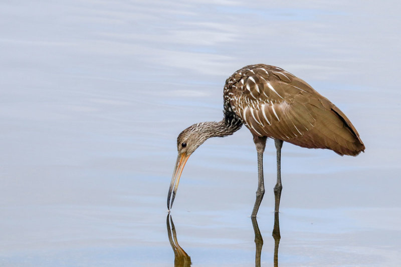 Limpkin