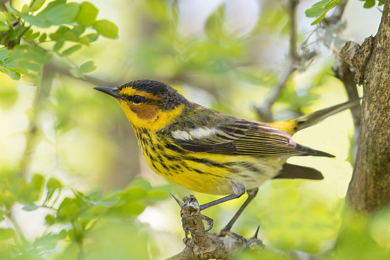 Cape May Warbler