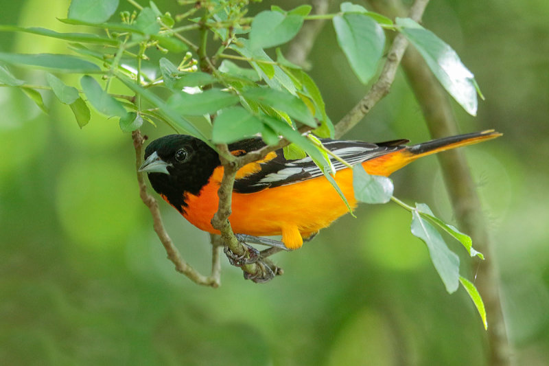 Baltimore Oriole