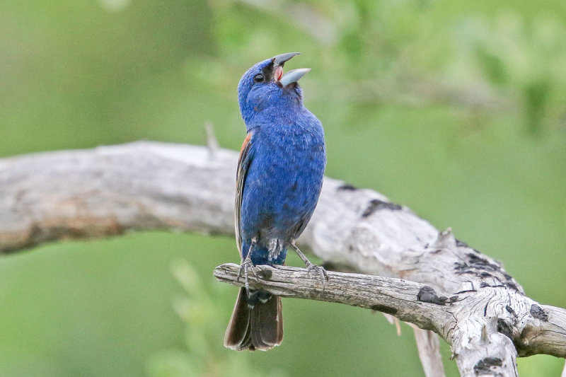 Blue Grosbeak