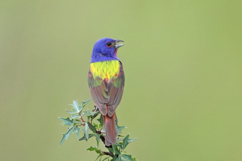 Painted Bunting