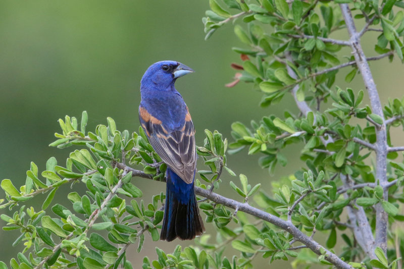 Blue Grosbeak