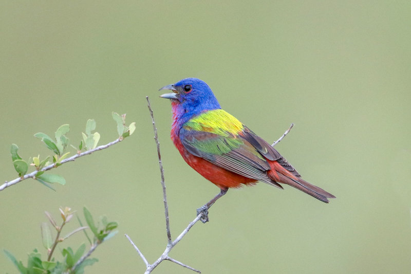 Painted Bunting