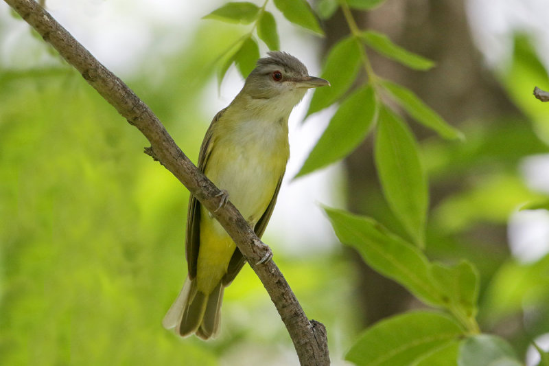 Yellow-green Vireo