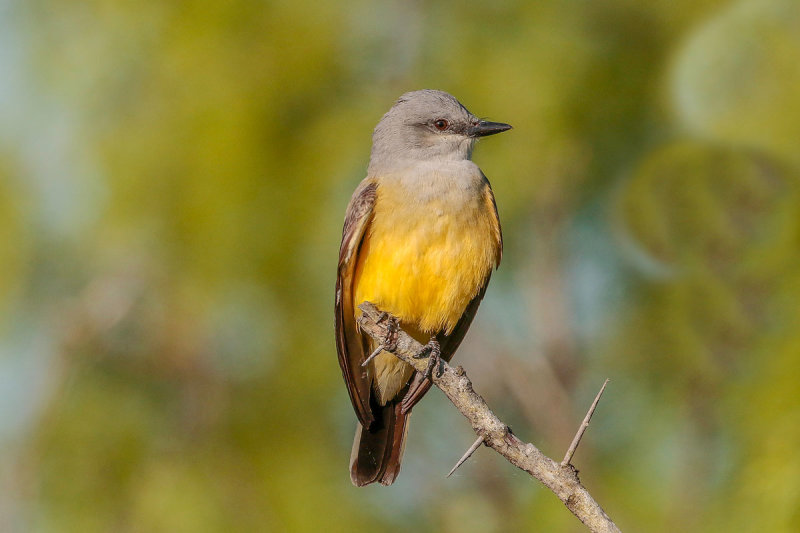 Western Kingbird