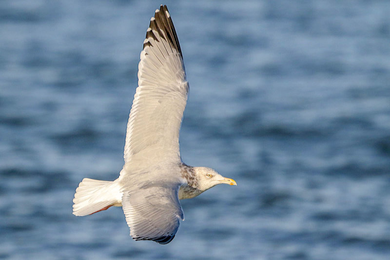 Herring Gull