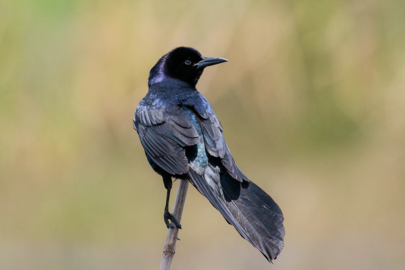 Boat-tailed Grackle